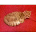 Zdjęcia użytkowników LG F60