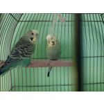 Zdjęcia użytkowników LG F60