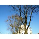 Zdjęcia użytkowników LG G Flex2