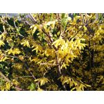 Zdjęcia użytkowników LG G Flex2