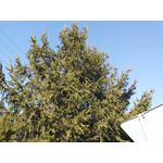 Zdjęcia użytkowników LG G Flex2