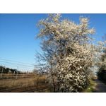 Zdjęcia użytkowników LG G Flex2