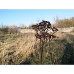 Zdjęcia użytkowników LG G Flex2