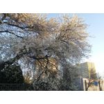 Zdjęcia użytkowników LG G Flex2