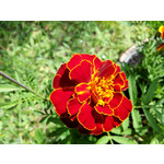 Zdjęcia użytkowników LG G3