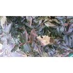 Zdjęcia użytkowników LG G3