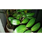 Zdjęcia użytkowników LG G3