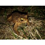 Zdjęcia użytkowników LG G3