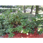 Zdjęcia użytkowników LG G3