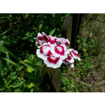 Zdjęcia użytkowników LG G3