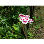 Zdjęcia użytkowników LG G3