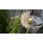 Zdjęcia użytkowników LG G4 Dual