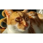 Zdjęcia użytkowników LG G4 Dual