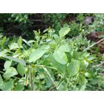 ZDJĘCIA Z TEGO TELEFONU