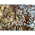 Zdjęcia użytkowników LG G6