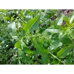 ZDJĘCIA Z TEGO TELEFONU