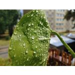 Zdjęcia użytkowników LG G8S ThinQ Dual SIM