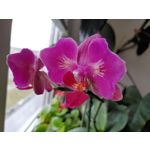 Zdjęcia użytkowników LG G8X ThinQ Dual SIM