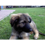 Zdjęcia użytkowników LG GD510