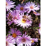 Zdjęcia użytkowników LG GD550