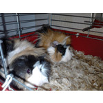 Zdjęcia użytkowników LG GM360 Snap