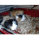 Zdjęcia użytkowników LG GM360 Snap