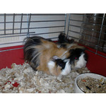 Zdjęcia użytkowników LG GM360 Snap