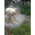 Zdjęcia użytkowników LG GM360 Snap