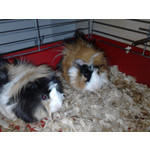 Zdjęcia użytkowników LG GM360 Snap