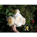 Zdjęcia użytkowników LG GM360 Snap