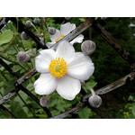 Zdjęcia użytkowników LG GM360 Snap