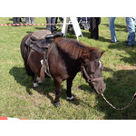 Zdjęcia użytkowników LG GM360 Snap