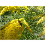 Zdjęcia użytkowników LG GM360 Snap