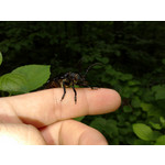 Zdjęcia użytkowników LG GM360 Snap