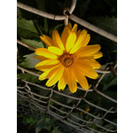 Zdjęcia użytkowników LG GM360 Snap