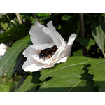 Zdjęcia użytkowników LG GM360 Snap