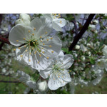 Zdjęcia użytkowników LG GT540