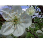 Zdjęcia użytkowników LG GT540