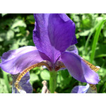 Zdjęcia użytkowników LG GT540