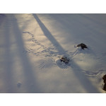 Zdjęcia użytkowników LG GT540