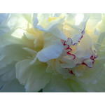 Zdjęcia użytkowników LG GT540