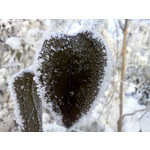 Zdjęcia użytkowników LG GT540