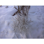 Zdjęcia użytkowników LG GT540