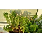 Zdjęcia użytkowników LG K10 2017 M250e Zdjęcia użytkowników LG K10 2017 M250e