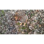 Zdjęcia użytkowników LG K10 LTE