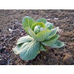 ZDJĘCIA Z TEGO TELEFONU