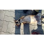 ZDJĘCIA Z TEGO TELEFONU