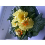 ZDJĘCIA Z TEGO TELEFONU