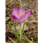 Zdjęcia użytkowników LG KE990 Viewty