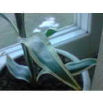 Zdjęcia użytkowników LG KE990 Viewty